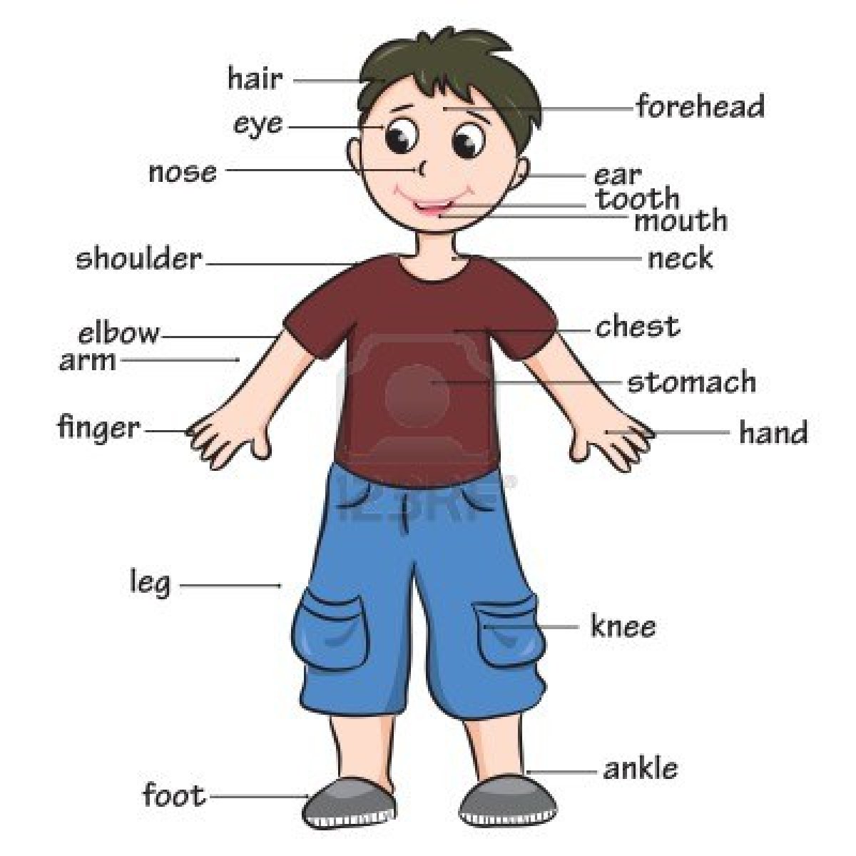 Image result for body parts