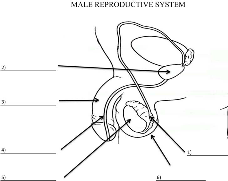 Male Reproductive System Quiz