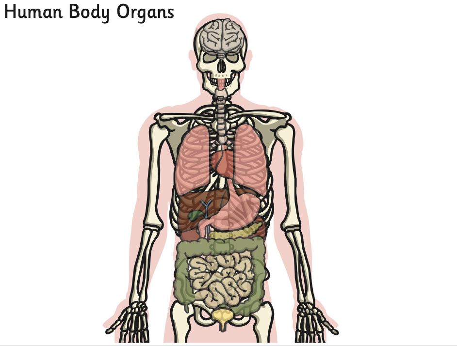 ImageQuiz: The Human Body
