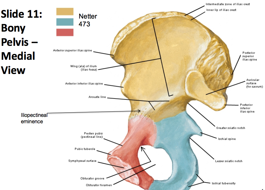 Intermediate Zone of Iliac Crest