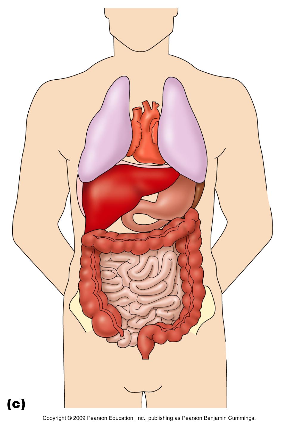 Anatomy of the Stomach Quiz