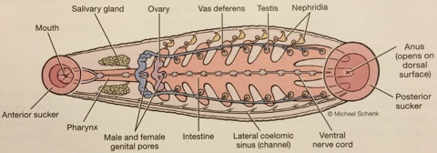 leech external anatomy