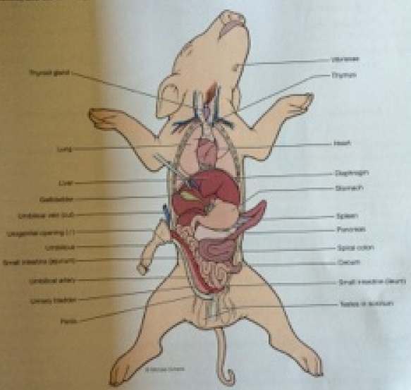 When Is The Sex Of A Fetus Determined 45