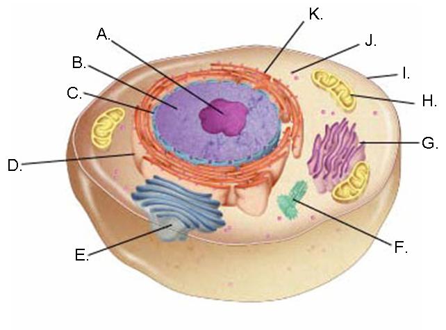 ImageQuiz: label the animal cell