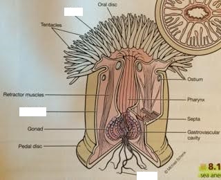 sea anemone dissection