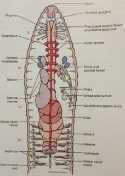 ImageQuiz: BIOL212 Earthworm Internal Anatomy