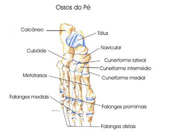 Pé - Anatomia Óssea Quiz