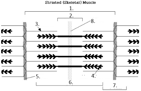 Imagequiz Muscle Sarcomere Structure