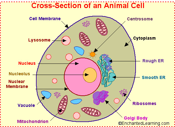 ImageQuiz: Animal cell quiz grade 5 science