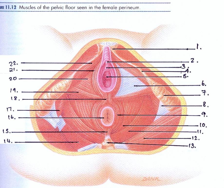 Imagequiz Muscles Of Pelvic Floor