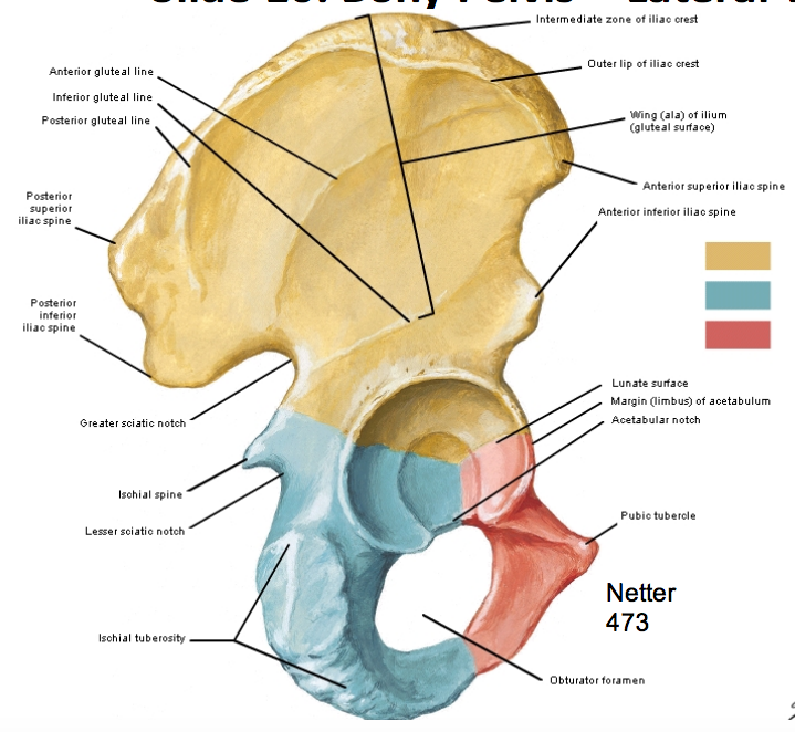 Intermediate Zone of Iliac Crest