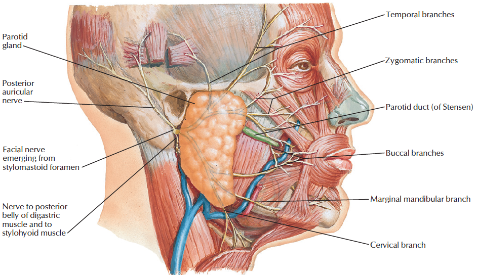 Mandibular nerve Quiz