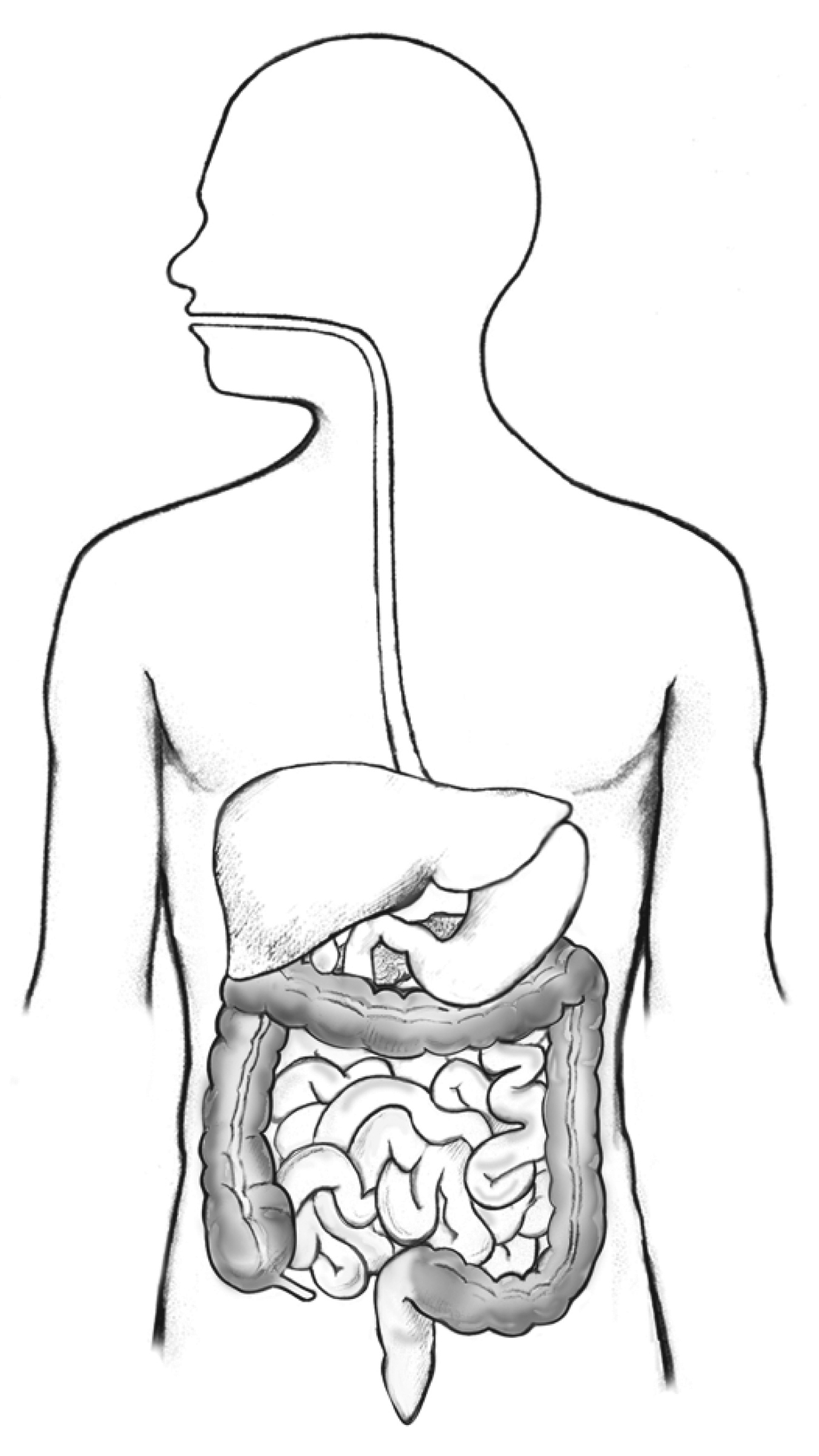 ImageQuiz: Digestive System Diagram Quiz