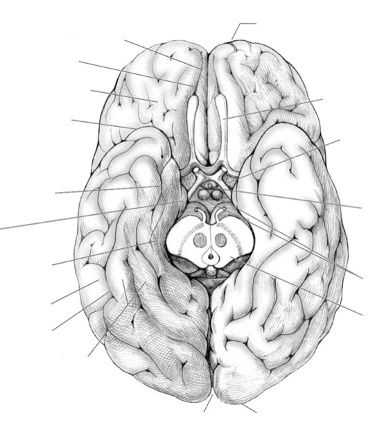Imagequiz Inferior View Brain