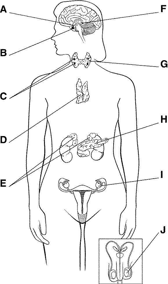 endocrine system diagram for kids unlabeled