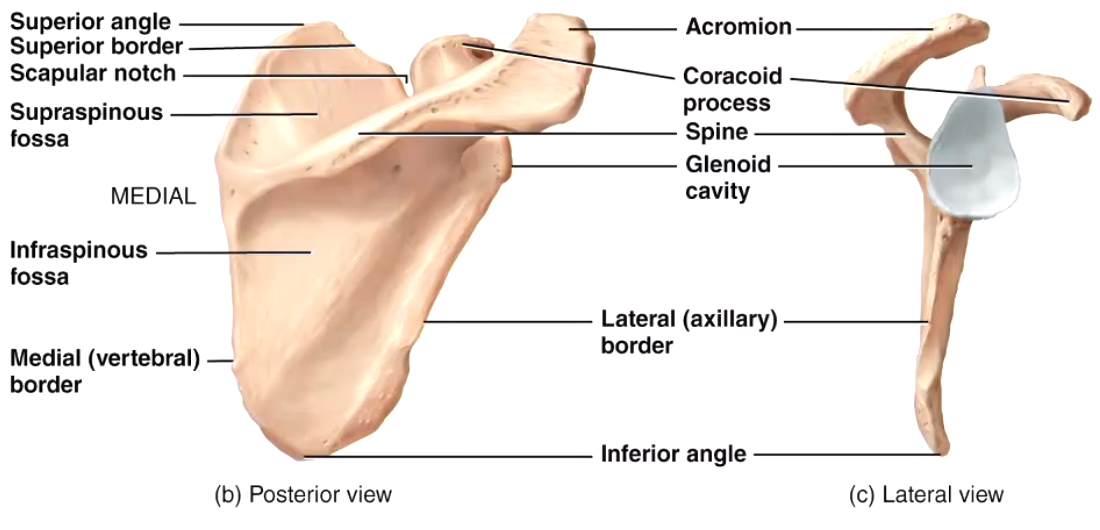 Pectoral Girdle Quiz