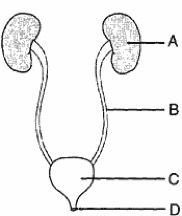 ImageQuiz: Urinary System