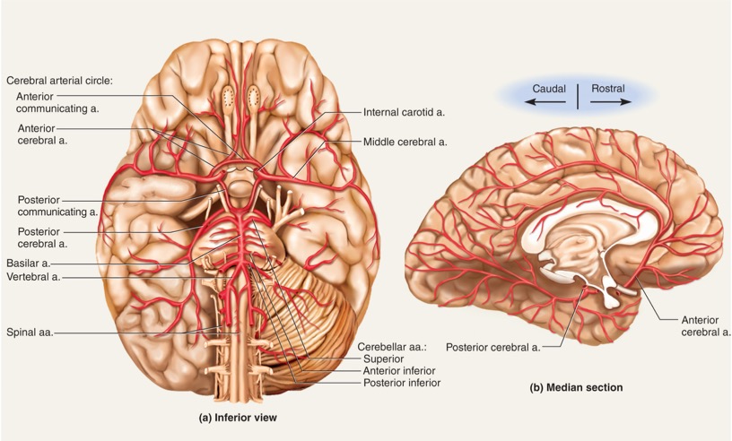 Imagequiz Arteries In Brain